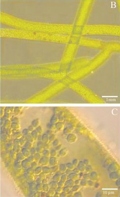 Filaments et chloroplastes.jpg