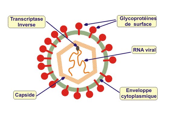 Retrovirus.jpg