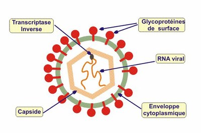 Retrovirus.jpg