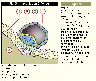 embryon début implantation.jpg