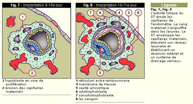 embryon implantation 9-10jours.jpg