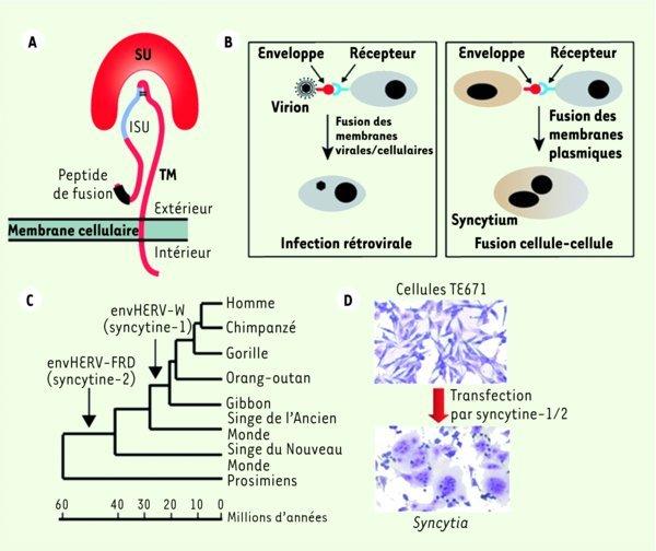 medsci2011272p163-fig1.jpg
