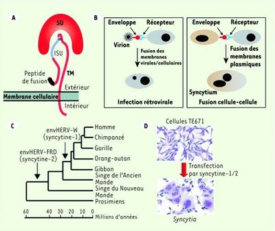medsci2011272p163-fig1.jpg