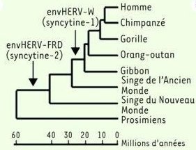 phylogénie primates.jpg