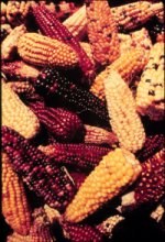 Diversité végétale.jpg