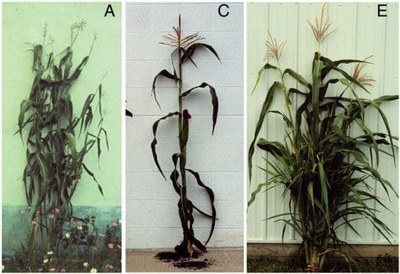 Maïs normal, mutant et téosinte.jpg