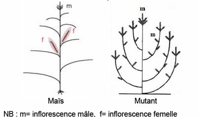 schématisation maïs-mutant.jpg