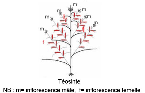 Schématisation téosinte.jpg