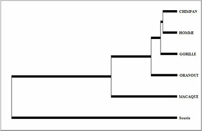 Arbre primates et souris.jpg