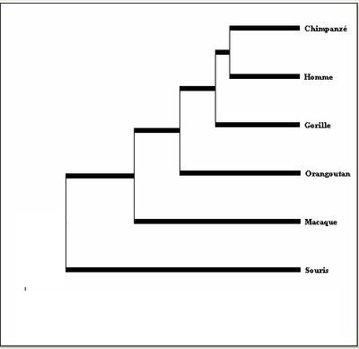 Arbre-Primates-FoxP2-Doc.jpg