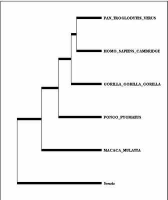 Arbre-mtDNA.jpg