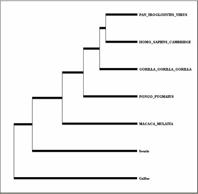 Arbre-mtDNA.jpg