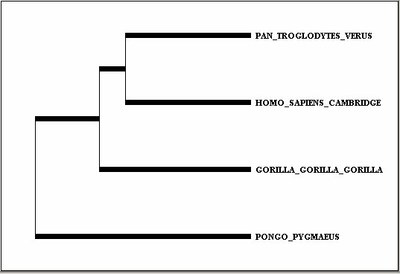 Arbre-4 hominoïdes.jpg