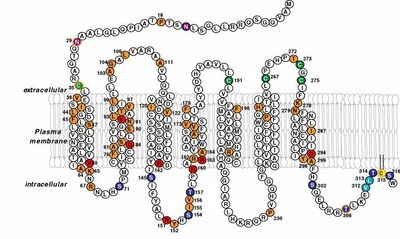 MC1R-Structure.jpg