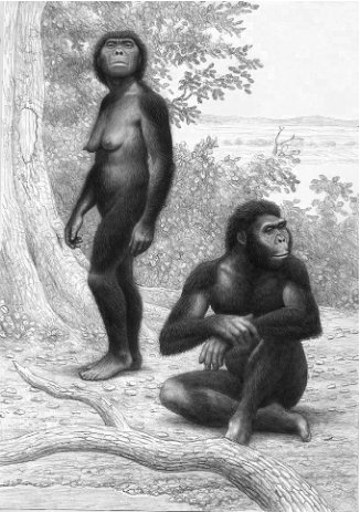 Australopithèques-Jablonski.jpg