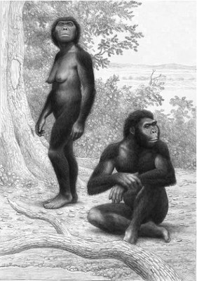 Australopithèques-Jablonski.jpg