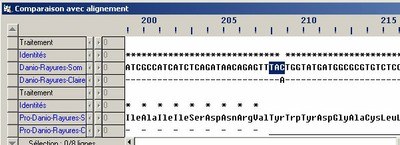 Comparaison protéines SLC24A5 danio.jpg