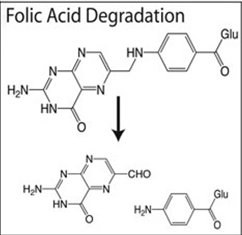 Dégradation des folates.jpg