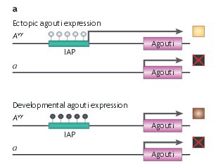 différentes méthylations.jpg