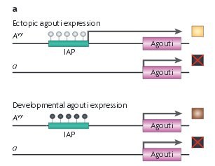 différentes méthylations.jpg