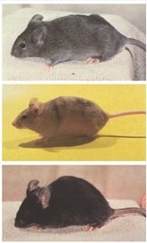 Différents pelages souris.jpg