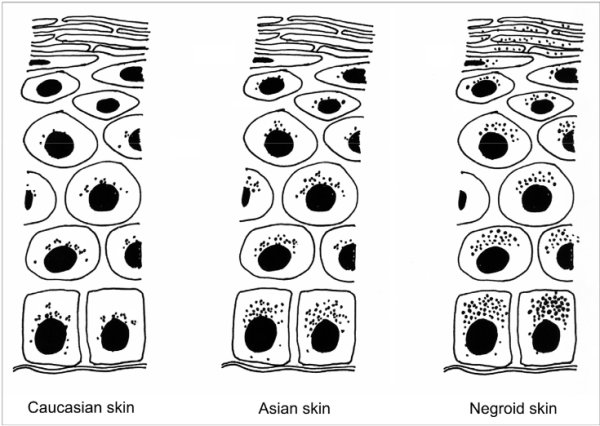 Distribution des mélanosomes.jpg