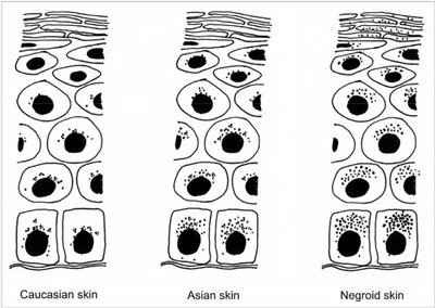 Distribution des mélanosomes.jpg