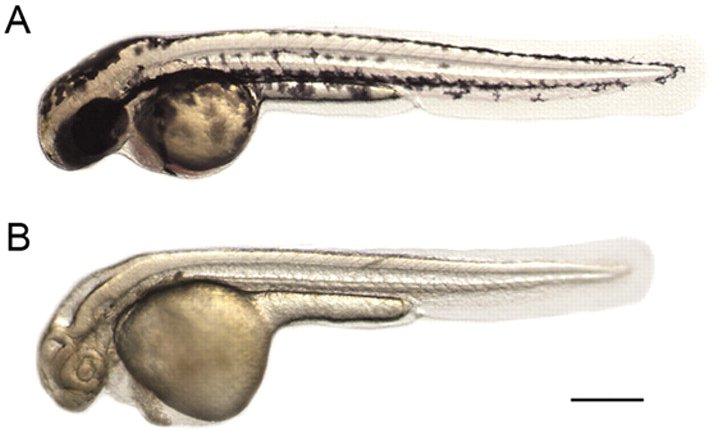 Larves 48 heures.jpg