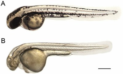 Larves 48 heures.jpg