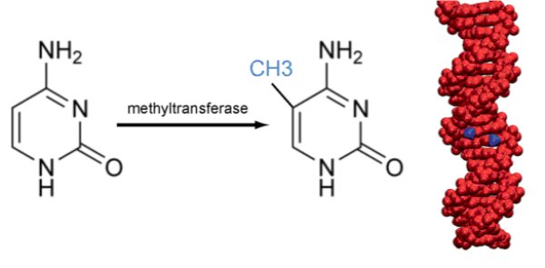 méthylation.jpg