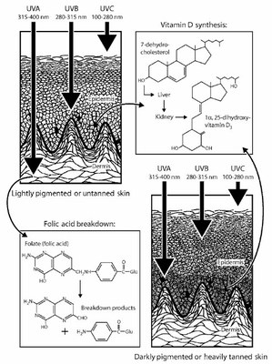 Pénétration des UV-Complète.jpg