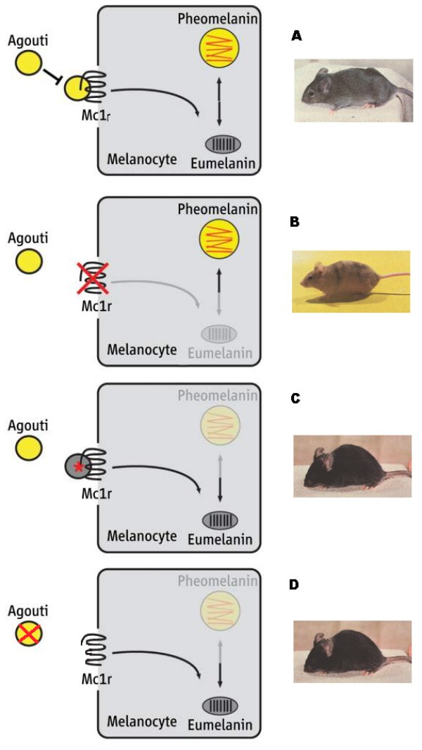 Shema interaction gènes.jpg