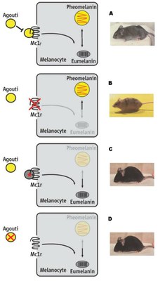 Shema interaction gènes.jpg