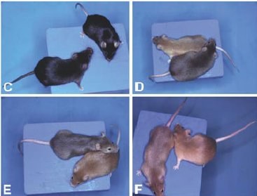 Souris transgéniques.jpg