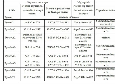 Allèles de la tyrosinase.jpg