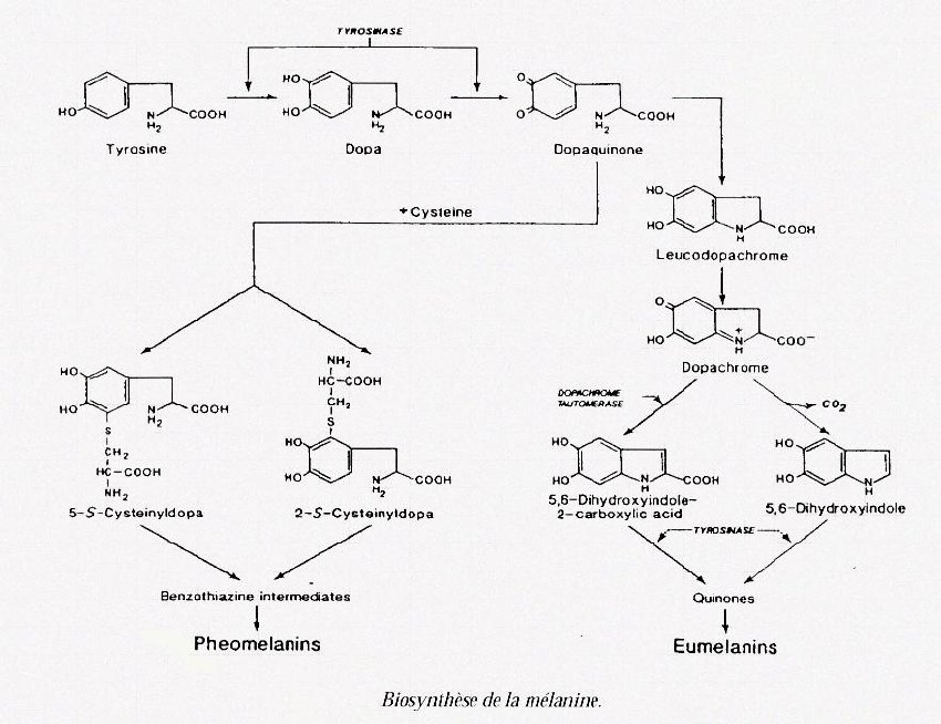 Biosynthèse de la mélanine.jpg