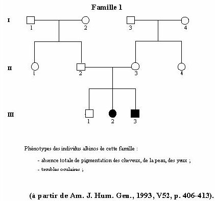 Tyrosinase-Famille 1.jpg