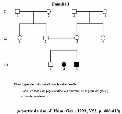 Tyrosinase-Famille 1.jpg