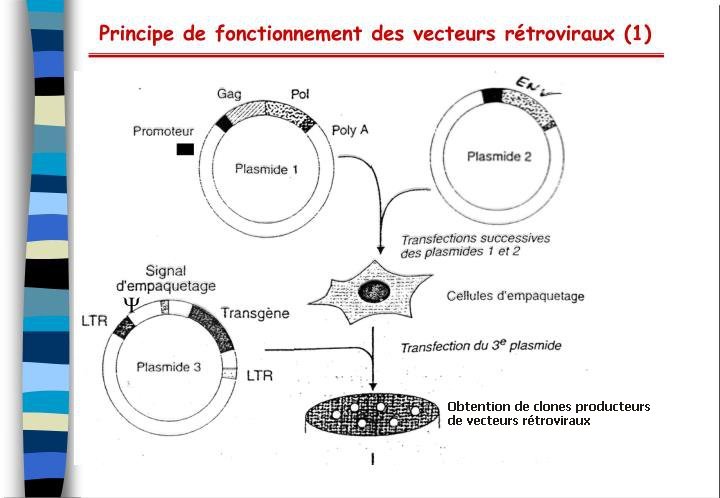 Principe de fonctionnement des vecteurs retroviraux.jpg