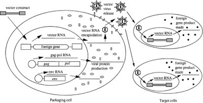 b. Mécanismes génétiques en œuvre dans les cellules d’emballage puis dans les CSH
