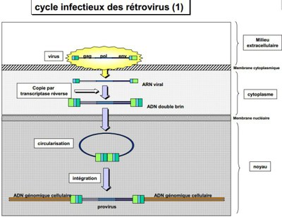 Cycle infectieux  rétrovirus originel