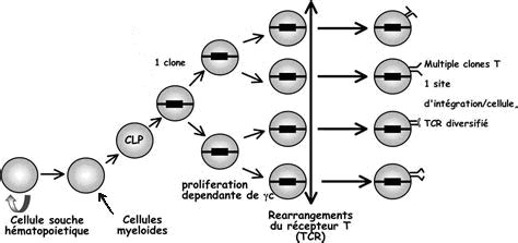 Développement des Lymphocytes T