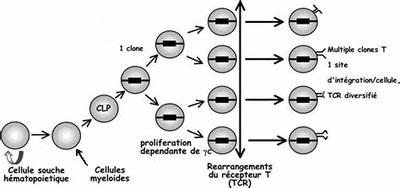 Développement des Lymphocytes T