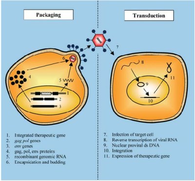 Evènements intervenant dans les cellules d’emballage et les CSH