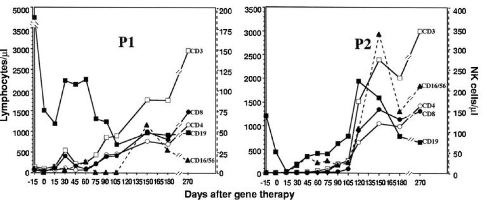 Graphique   Evolution du nombre de lymphocytes