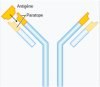 Icône antigène anticorps