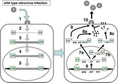 Infection par le rétrovirus