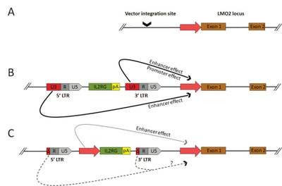 Insertion du vecteur