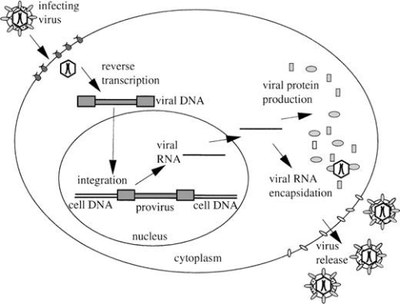 Mécanisme de réplication du virus