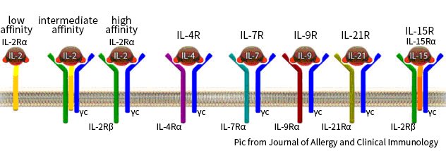 Structure des récepteurs des lymphocytes T